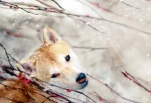 snow animals dogs depth of field berries shiba inu branches 1920x1080 wallpaper Art HD Wallpaper